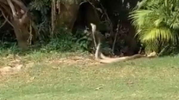 snake snake