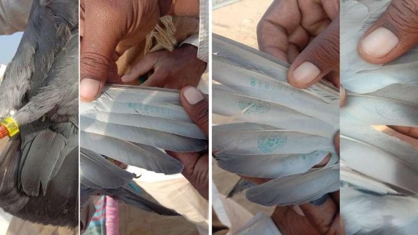 Suspected pigeons found in Bikaner on Indo-Pak border Suspected pigeons found in Bikaner on Indo-Pak border