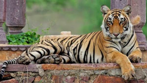 नवंबर से अप्रैल के बीच संबंध बनाते हैं बाघ