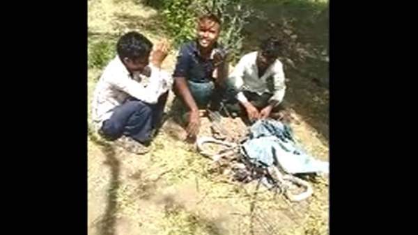 सांप पर डंडे और पत्थरों से वार किया