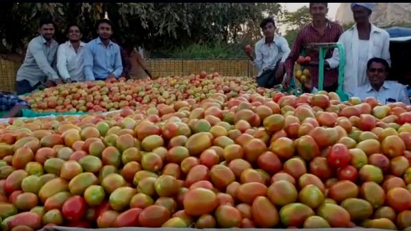 कर्ज लेकर की थी टमाटर की बुवाई