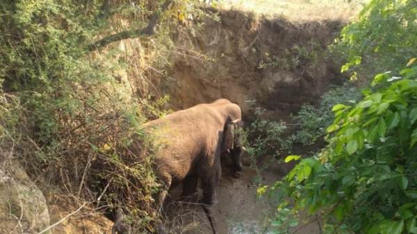 elephant, video, viral video, rescue operation, andhra pradesh, आंध्र प्रदश, वायरल वीडियो, वीडियो, रेस्क्यू ऑपरेशन, आंध्र प्रदेश elephant, video, viral video, rescue operation, andhra pradesh, आंध्र प्रदश, वायरल वीडियो, वीडियो, रेस्क्यू ऑपरेशन, आंध्र प्रदेश