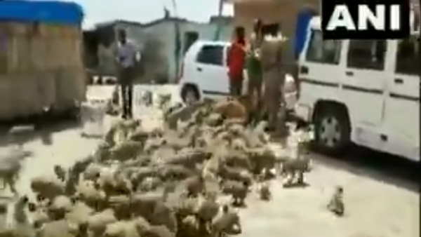 lakhimpur kheri video policeman feed monkeys during lockdown lakhimpur kheri video policeman feed monkeys during lockdown