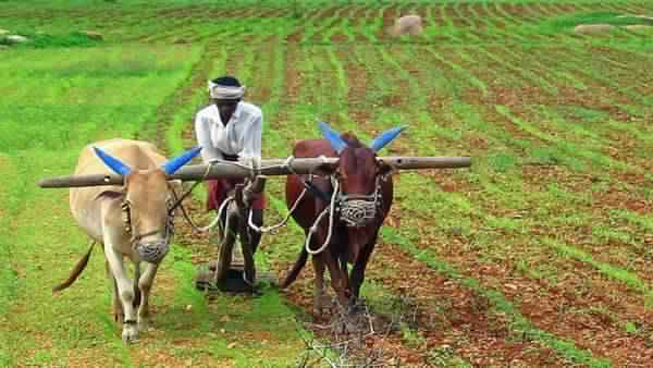 farmer farmer