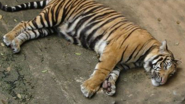tiger tiger