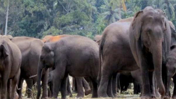 odisha bargarh elephant killed 4 people odisha bargarh elephant killed 4 people