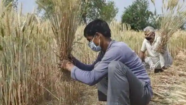 खेती और जुड़ी सेवाएं को शुरू करने से 50 फीसदी लोगों को काम मिलेगा