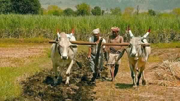 कोरोना के चलते फल-फूल व सब्जी पैदा करने वाले किसान परेशान कोरोना के चलते फल-फूल व सब्जी पैदा करने वाले किसान परेशान