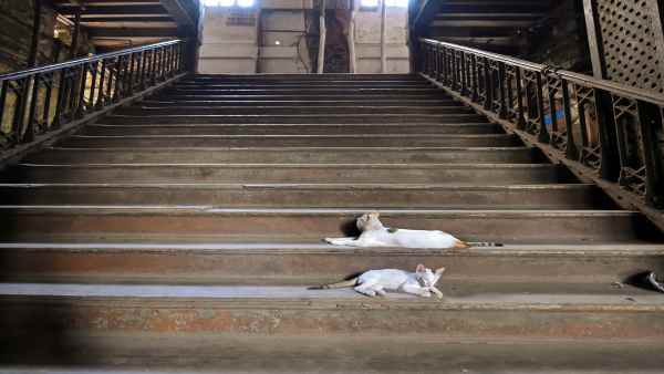 'फेलाइन पार्वोवायरस' से बिल्लियों की मौत