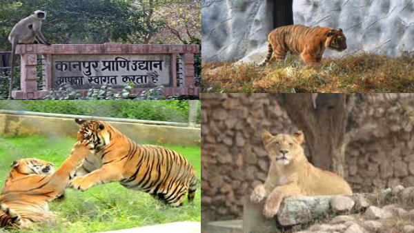 डाइटिंग कर रहे चिड़ियाघर के जानवर