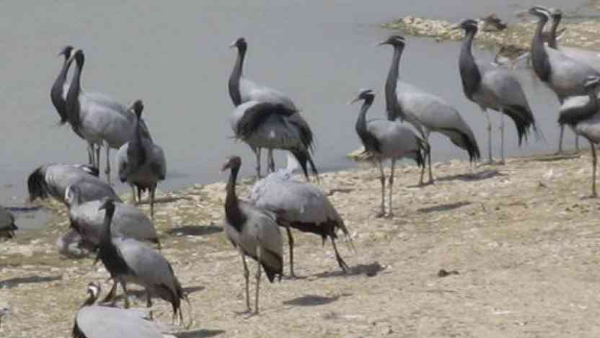 जानवरों के स्वाभाव में आश्चर्यजनक बदलाव