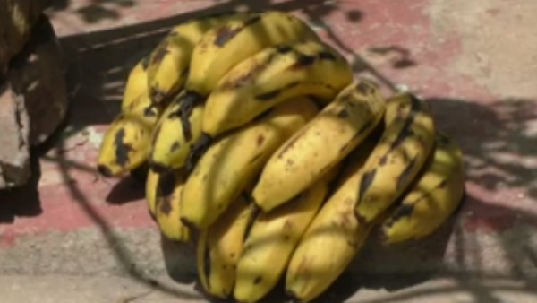 गोपालगढ़ के रहने वाले हैं आरोपी पिता-पुत्र