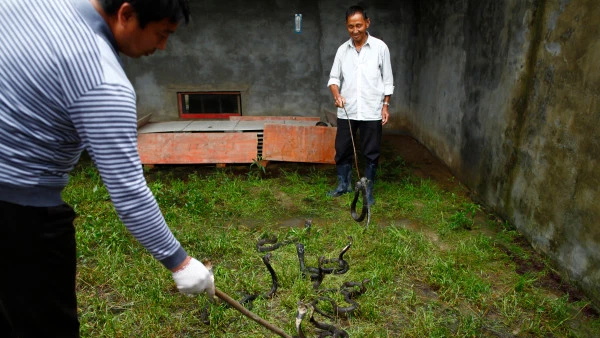 सांपों के गांव के नाम से जाना जाता है जिसिकियाओ