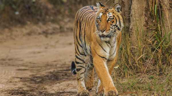 जानवरों में संक्रमण को लेकर विशेषज्ञ अभी किसी नतीजे पर नहीं