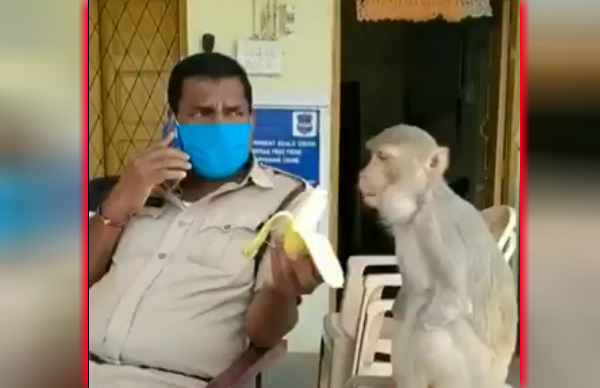 monkey monkey