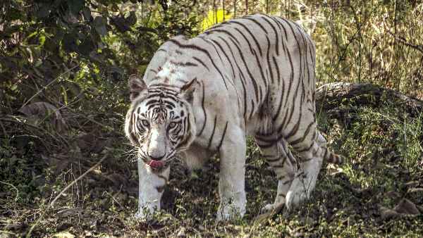 अमेरिका में कोरोना संक्रमण से हुई थी बाघ की मौत