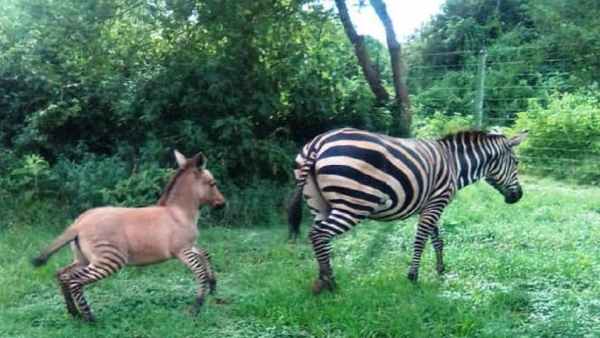 जेब्रा और डॉन्की के मेल से पैदा हुआ 'जॉन्की'