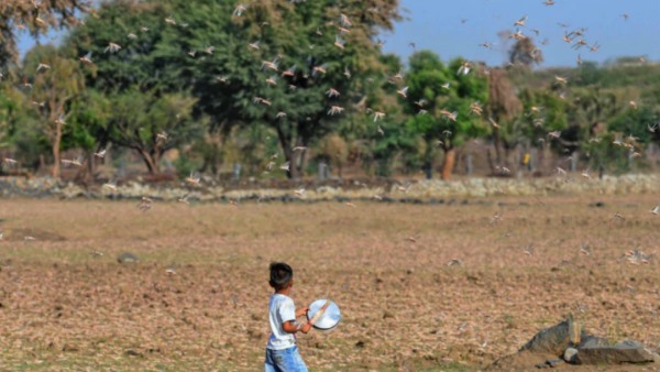 locust terror uttar pradesh 10 district on high alert locust terror uttar pradesh 10 district on high alert