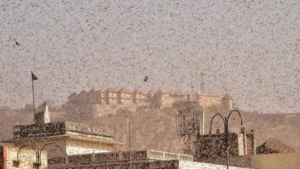 Locusts invade in uttar pradesh after rajasthan maharashtra Makes India Tremble राजस्थान से दिल्ली तक टिड्डी दल ने फैलाया आतंक, कोरोना संकट की बीच बन रही बड़ी परेशानी Locusts invade in uttar pradesh after rajasthan maharashtra Makes India Tremble राजस्थान से दिल्ली तक टिड्डी दल ने फैलाया आतंक, कोरोना संकट की बीच बन रही बड़ी परेशानी