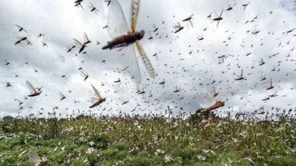 locust terror uttar pradesh 10 district on high alert locust terror uttar pradesh 10 district on high alert