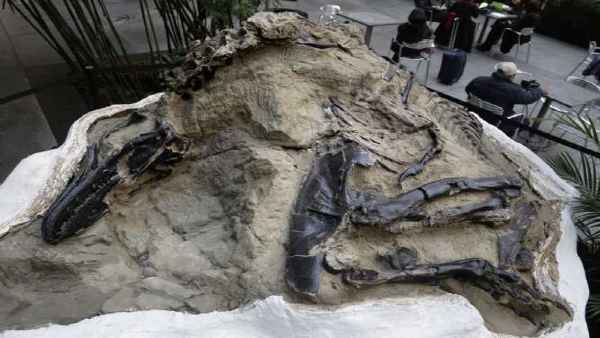 dinosaur dinosaur