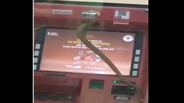 लॉकडाउन में बाहर निकल रहे हैं जानवर