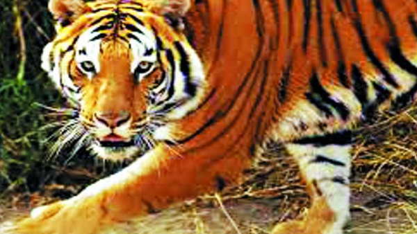 छांव के लिए पेड़ के नीचे बैठे थे लोग