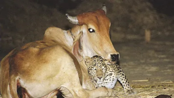 क्या है गाय और तेंदुए के बीच की कहानी