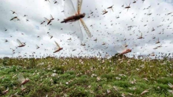 agra administration issues alert to farmers over locust attack agra administration issues alert to farmers over locust attack