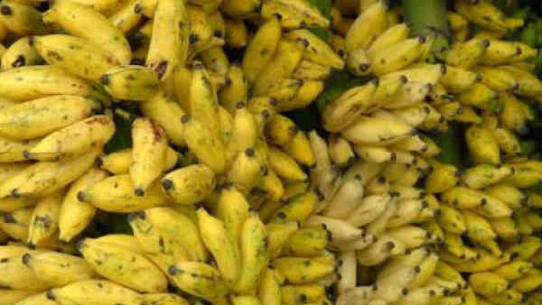 भारत सबसे बड़ा उत्पादक
