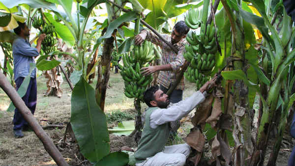 ताइवान से फैला