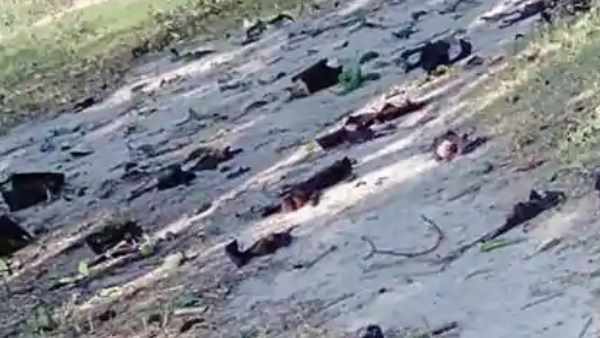 ब्रेन हैमरेज होने से चमगादड़ों की मौत