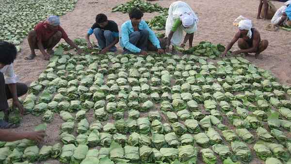 Forest dwellers will earn Rs 2,500 crore by collecting small forest produce in Chhattisgarh Forest dwellers will earn Rs 2,500 crore by collecting small forest produce in Chhattisgarh