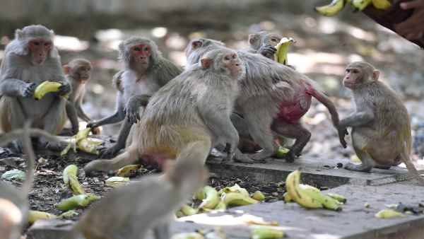 थाईलैंड में भी ट्रायल की शुरुआत