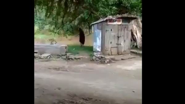 कोबरा की सुरक्षा पर भी कुछ ने उठाया सवाल