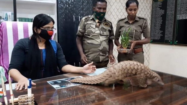 Pangolin rescued from a quarantine center in Athagarh forest range will be tested for COVID 19 Pangolin rescued from a quarantine center in Athagarh forest range will be tested for COVID 19