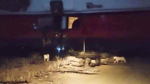 एंबुलेंस में तड़प रही थी गर्भवती महिला और सामने खड़े थे कई शेर