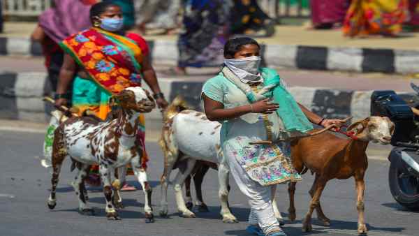 बकरियां बेचकर हवाई जहाज से घर लौटेगा मजदूर