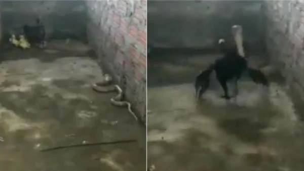 सभी बच्चों को बचा लेती है मुर्गी