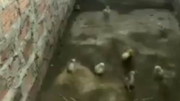 सभी बच्चों को कमरे से बाहर निकाल लेती है मुर्गी