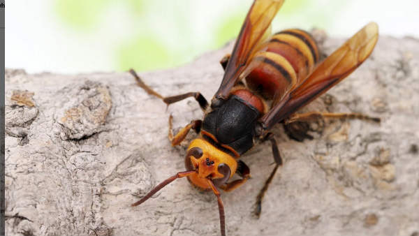 Murder hornet है मक्खी का दूसरा नाम