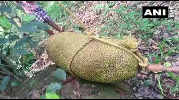 jackfruit jackfruit