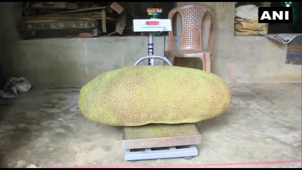 विशालकाय कटहल का वजन 51.4 किलोग्राम से अधिक है