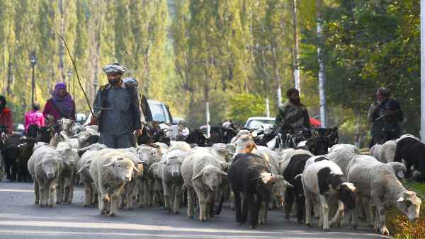 Announcement of package of Rs 28,343 crore for livestock and animal husbandry Announcement of package of Rs 28,343 crore for livestock and animal husbandry