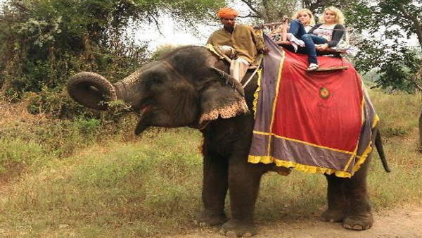 Lockdown effect on hathi gaon jaipur and Rajasthan Tourism Lockdown effect on hathi gaon jaipur and Rajasthan Tourism