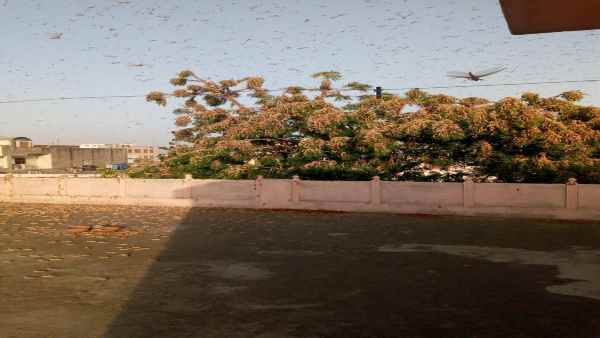 मौका पाकर बहुत घातक हो जाती हैं ये टिड्डियां