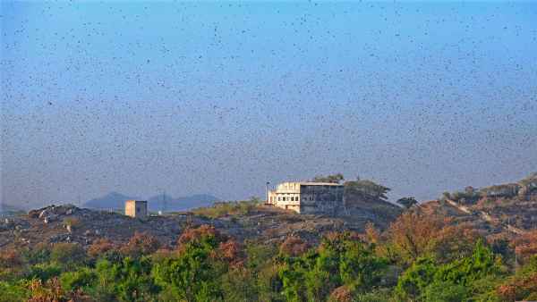कोरोना काल में टिड्डियों की बड़ी मार