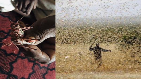 Locust attacked on Many districts of Rajasthan in CoronaVirus crisis Locust attacked on Many districts of Rajasthan in CoronaVirus crisis