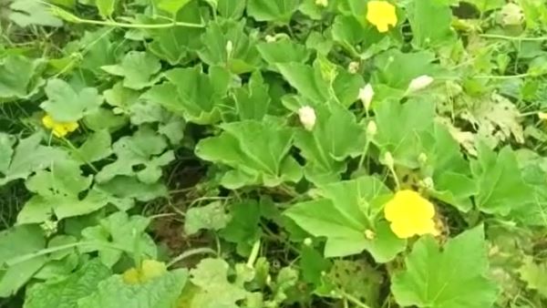 खेतों में मक्के और सब्जियां लगी हैं