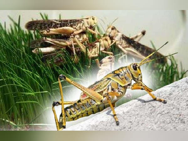 कीटनाशक दवाओं के लिए स्टॉक उपलब्ध करवाए
